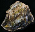 Polished Petrified Wood (Conifer) Slab - Nevada #24201-1